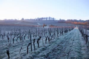 Bien préparer Noël quand on est vigneron